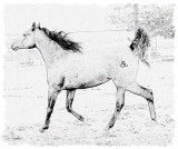 Arabian mare