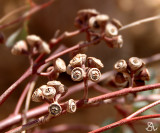 Eucalyptus Seed Pods
