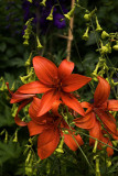 Orange-Lilies.jpg