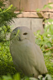 Snowy Owl.jpg