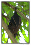 Fruit Bat