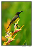 Olive-backed Sunbird