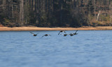 White-winged Scoter