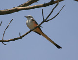 Scissortail Flycatcher