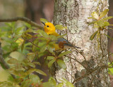 Prothonotary Warbler