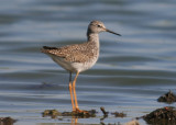 Lesser Yellowlegs