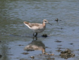 Wilsons Phalarope