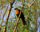 Yellow Headed Blackbird