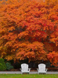 Lawn Chairs in Autumn