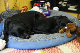 pbase Nap time Week 10 Day 65 _DSC0402.jpg