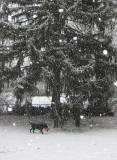 pbase Fetch in the snow December 31 2009 IMG_0954.jpg