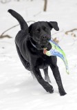pbase The retrieving Machine on January 3 2010 _DSC8402.jpg