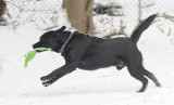 Moki in Motion January 3 2009 _DSC8324.jpg