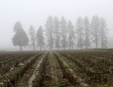 pbase The fog after the rain April 5 2010_DSC9166.jpg