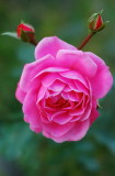 pbase This is the last rose Nov 11 DSC_0938.jpg