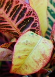 Pbase New Orleans Fall Colors November 28 DSC_0181.jpg