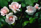 everblooming_cl_mlle_cecile