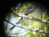 Brown-crested Flycatcher (tail)