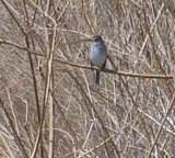 Least Flycatcher- frontal view