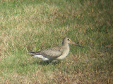 Hudsonian Godwit