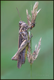 Common Field Grasshopper / Bruine Sprinkhaan