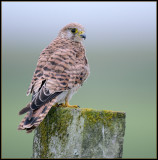 Kestrel / Torenvalk