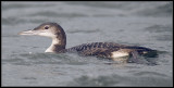 Great Northern Diver / IJsduiker