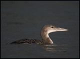 Great Northern Diver / IJsduiker