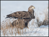 White-Tailed Eagle / Zeearend