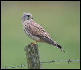 Kestrel / Torenvalk