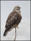 Rough-legged Buzzard / Ruigpootbuizerd