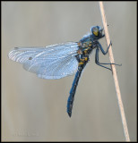 Noordse Witsnuitlibel / Northern White-faced Darter