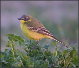 Yellow Wagtail / Gele Kwikstaart