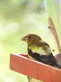 Gros-bec errant juvnile mle, St-Onsime-dIxworth