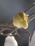 Chardonneret jaune, St-Onsime-dIxworth