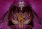 purple Phal macro.jpg