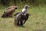 Vultures