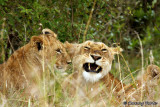 Lioness & Cub