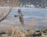 Adult female North American Goshawk