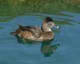 Ring-necked Duck female