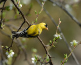 Goldfinch male