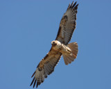 Redtail Hawk