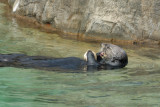 Sea Otter