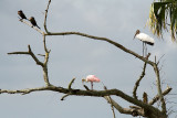 Roseate spoonbill - Roze lepelaar- Ajaia ajaja