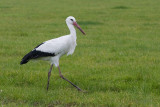 White Stork - Ooievaar - Ciconia ciconia