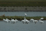 lepelaar - Eurasian spoonbill