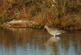 wulp - Eurasian curlew