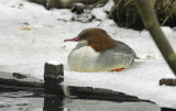 grote zaagbek - goosander