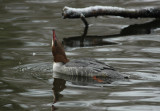 grote zaagbek - goosander