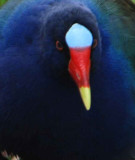 Gallinule Close-up